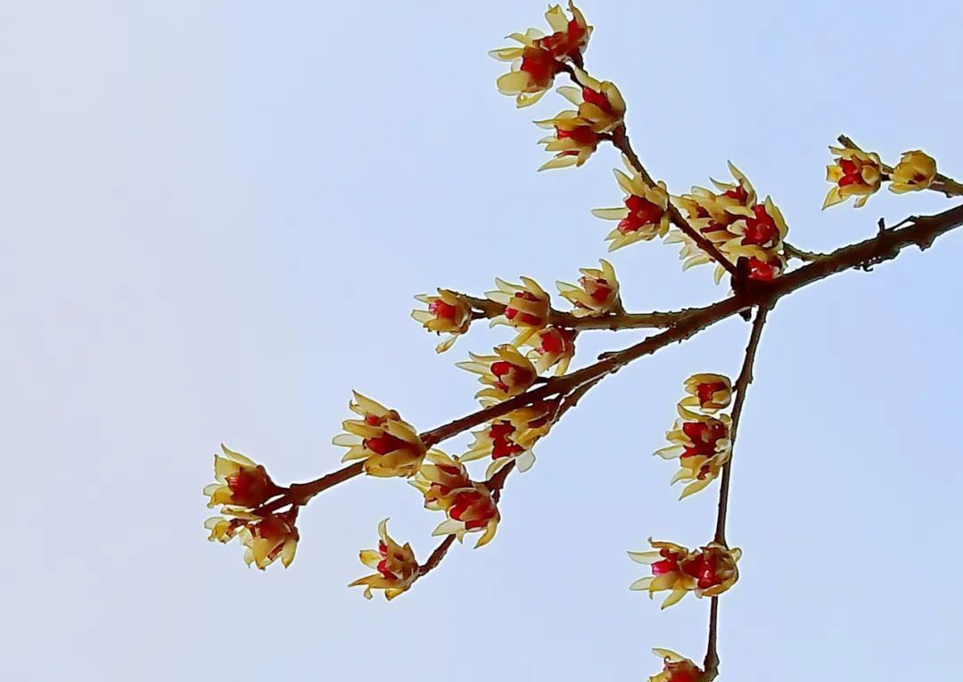 雪小禅$散文诗:不怨梅开早,不嗔雪落迟
