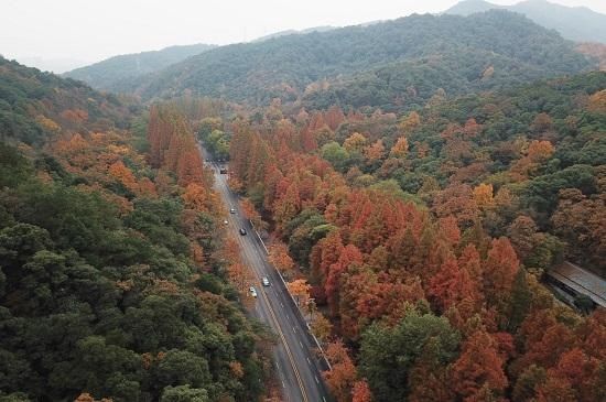 秋日|西湖以南，秋日“最美”道路鉴赏