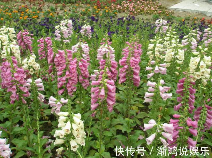有机肥料|此花名字叫的“俗气”，但“开花量”比月季大，一年能长1米高