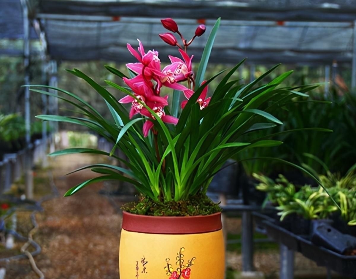 别养一季花了，此兰一年能开好几次，兰香浓郁，点亮你的阳台