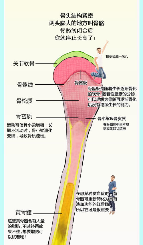 我国40岁以下超4成人患脊柱病：一图告诉你，人体骨头有多脆弱