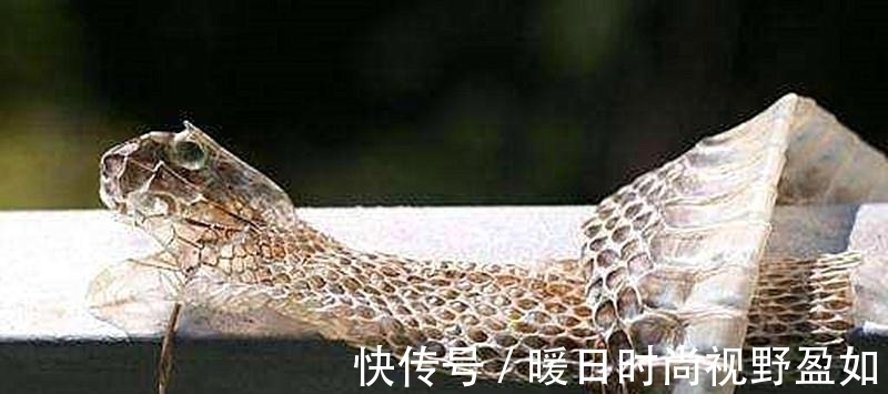 庄子|明清奇闻:不听劝阻,过度杀生,随之而来的将是灾祸