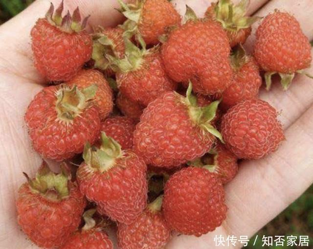 爱惜|在农村,有1种山莓奇特,以往叫它“树莓”,果子价值高,请爱惜