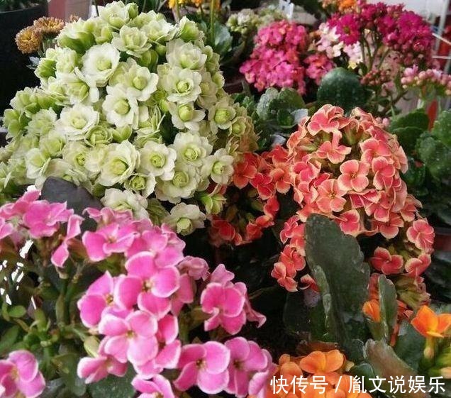  成活|4款花卉，适合贱养，不费心易成活，懒人新手都适合