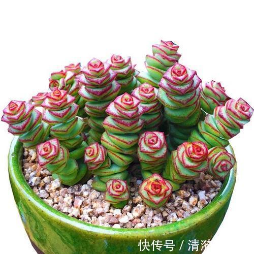 盘点10种“容易度夏”多肉，南北方花友，随便选、随便养