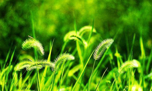 如果你用一度的目光去关注那些身边的小草 快资讯