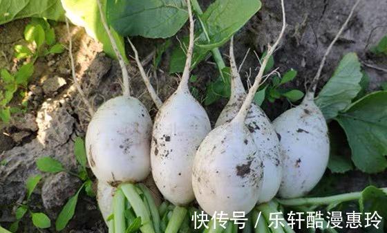 鸡腿|立冬了,有钱没钱多吃地下五宝,营养高又便宜,应季而食平安过冬