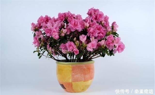 茶花|都说杜鹃、茶花难养,其实问题就三点,做好了常年长得好开花多