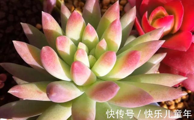 懒人才适合养多肉,别不相信,现实往往很扎心