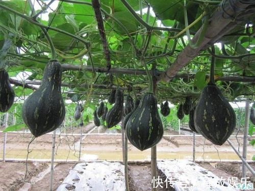 香芋|每株可结3-5个！风味独特的香芋南瓜品种，高产又好吃