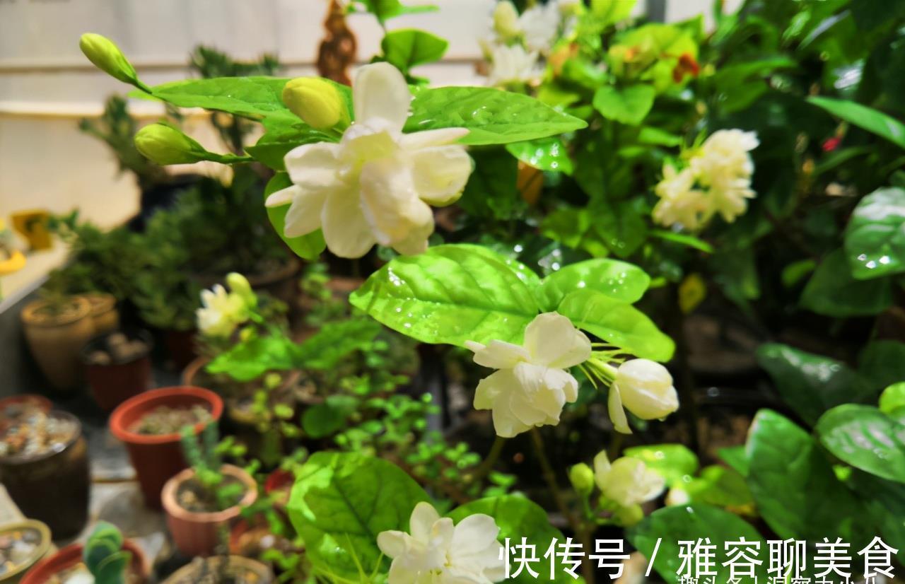 入冬茉莉需“虐养”,拦腰一砍再“一闷”,憋出新苞,芬芳小半年