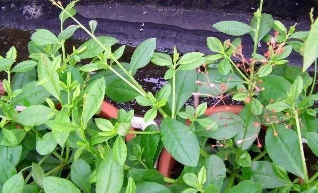 农作物|农村一种野菜人称'紫人参',价值巨大,极其珍贵,你知道它吗?