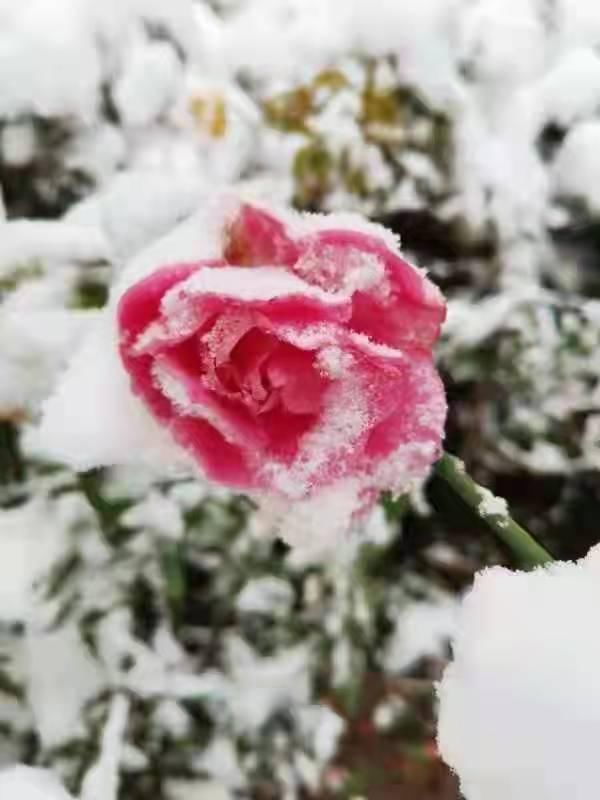 塞翁吟$32首诗词写雪中玫瑰:为何独自在深冬?凛凛寒风寂寞红