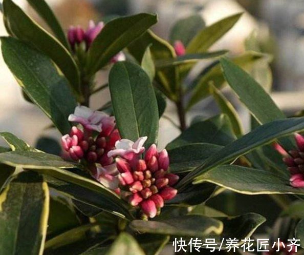 金边瑞香叶子打蔫？记住这“六怕”，叶片硬朗油亮，开花满屋香