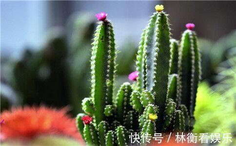 儿时种下一颗仙人掌，10年后，爷爷打来电话，现在2万都不卖！