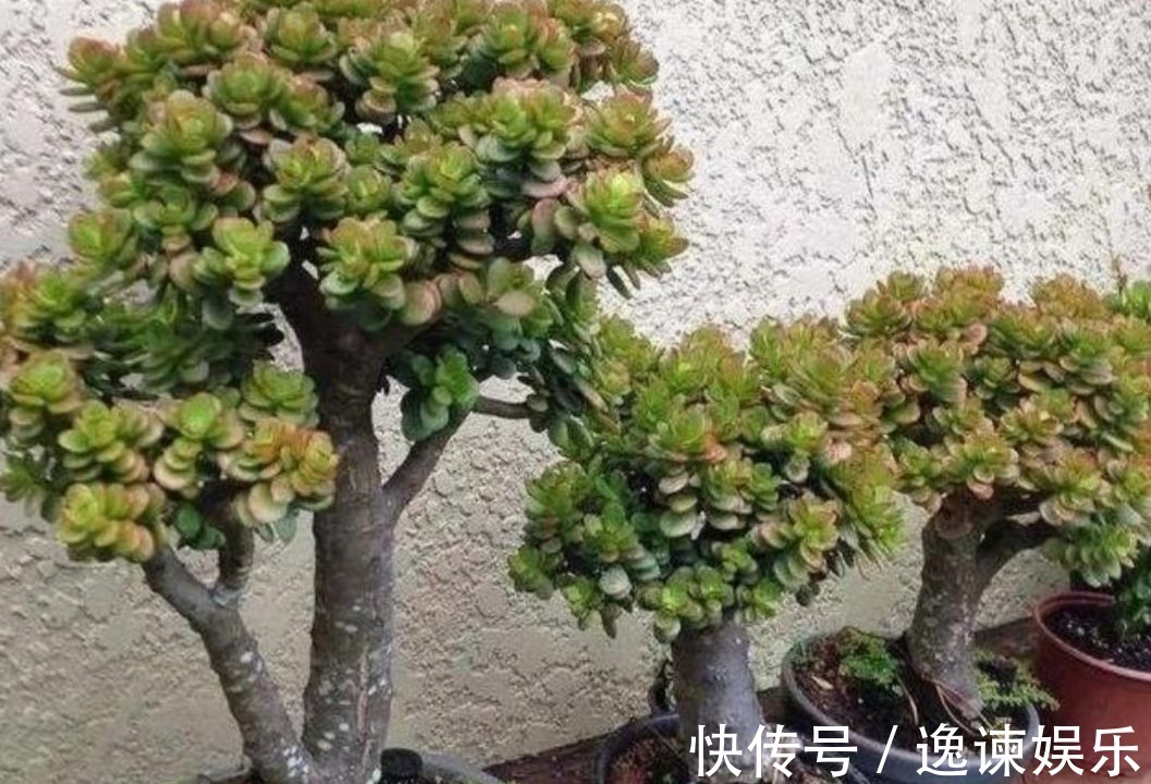 玉树|2种植物长得快，三五年养成老桩，越养越值钱