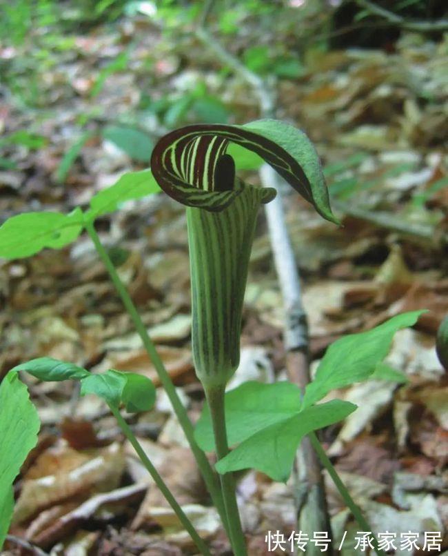 台长|太任性了,以高矮定雌雄,这植物竟然可以随时变“性”!