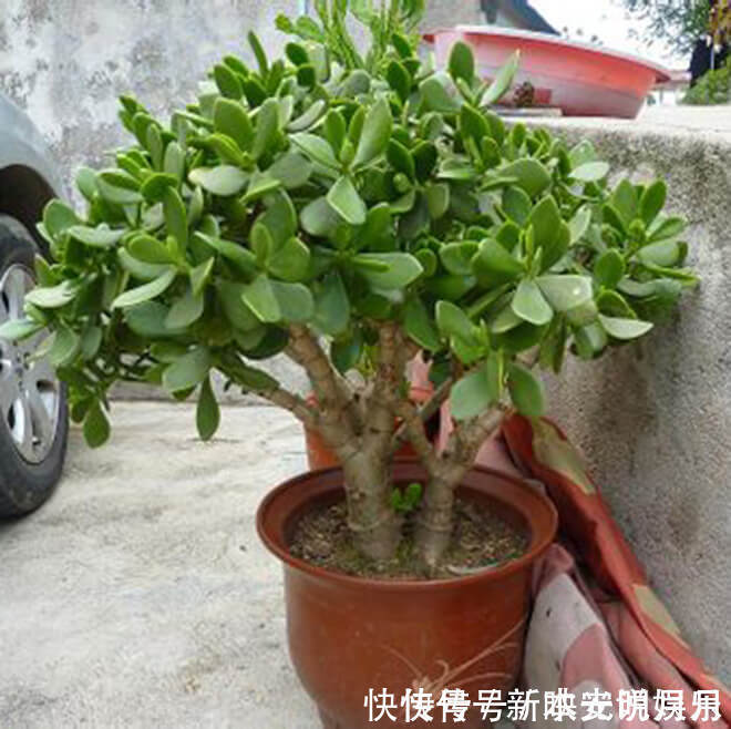 金钱树|养8种花,别花“冤枉钱”,掐1片叶子“扔土里”,几天就生根