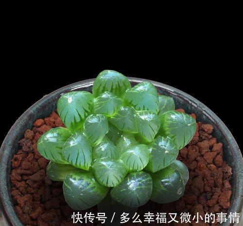 颜值|4种清新喜人的多肉植物,颜值高好养护,适合女生养!