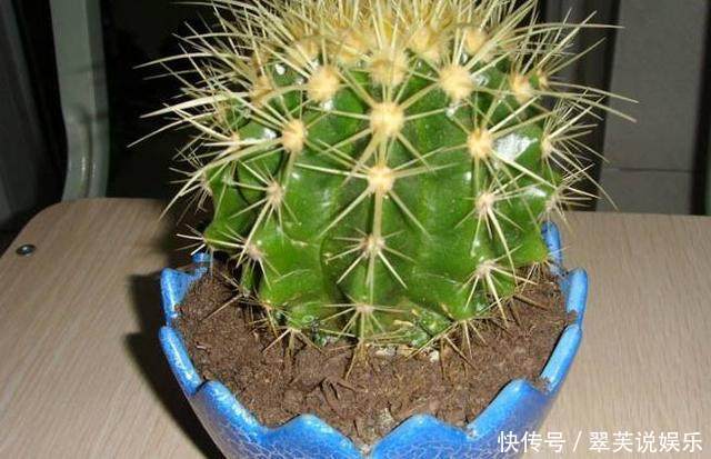 休眠|别再乱浇水了,这些植物,浇水越勤,死得越快!