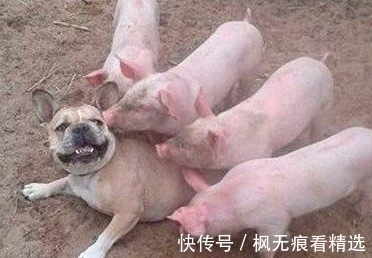 |笑话段子,我家的野猫躺得笔直的,一副任我为所欲为的样子