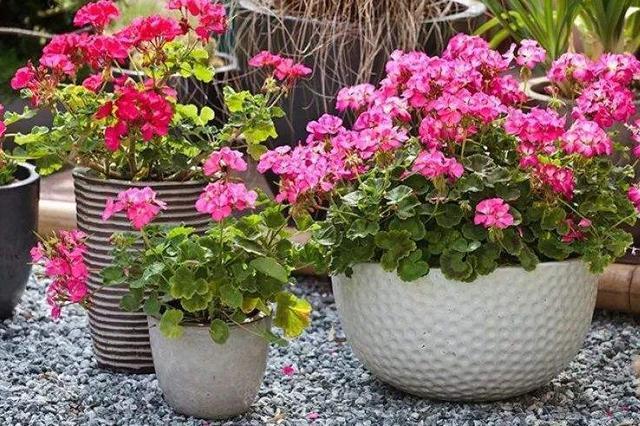 家里阳台别乱养花了,只要养好这一种,四季都能开花,还不招蚊虫