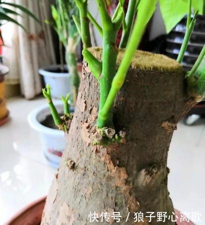 养发财树,注意1个小细节,不烂根不黄叶,嫩叶蹭蹭长,枝繁叶茂!