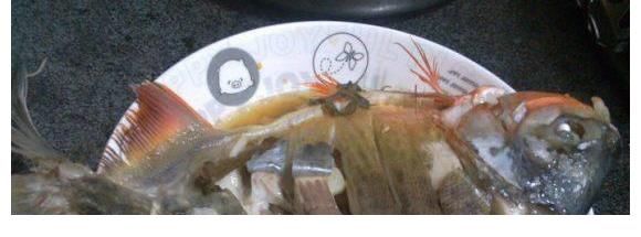 食人鱼？南京钓友夜钓收获两条“红腹怪鱼”，钓友：差点被咬出血