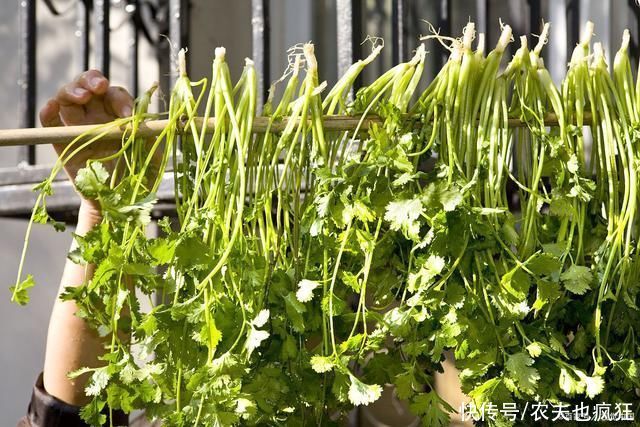 露天|种植香菜发芽慢，出芽率低?多加一个步骤，香菜发芽快出苗齐
