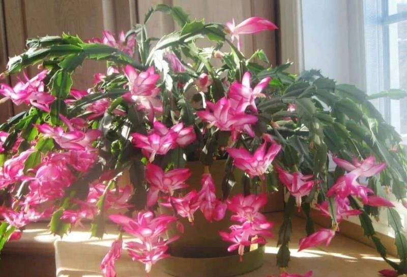 秋冬|秋冬养蟹爪兰,2件事要牢记,做好了花苞蹭蹭长