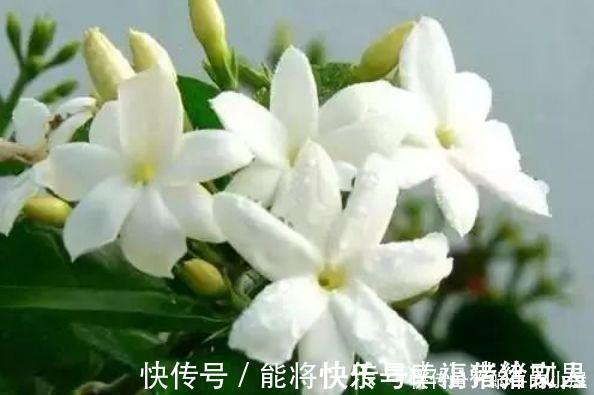 月季|4种花养家里,多姿多彩、美轮美奂,从年头“香”到年尾