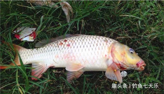 长江禁渔不等于禁钓！钓具“正面清单”待出炉，休闲垂钓应受保护