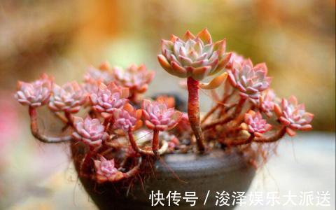 多肉长胡子了这是危险信号,赶紧挖出来看看!