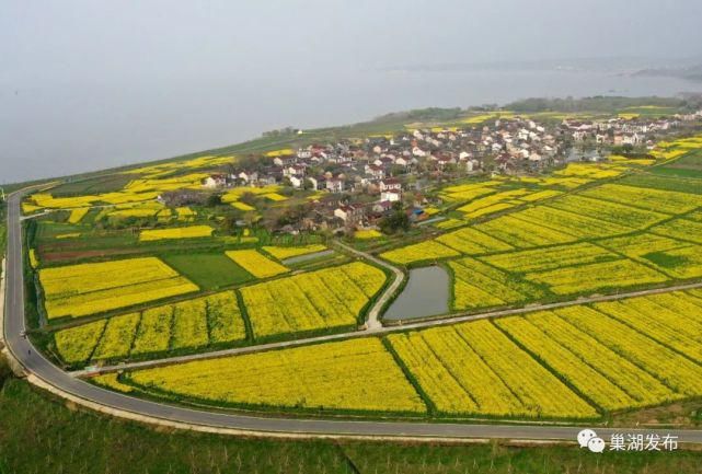 《行遍合肥》巢湖油菜花海已上线！遍地金黄！