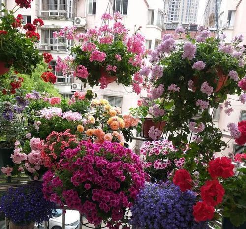 1米宽的防盗窗，照样能养5种花，开花一茬接一茬，谁见了都夸美