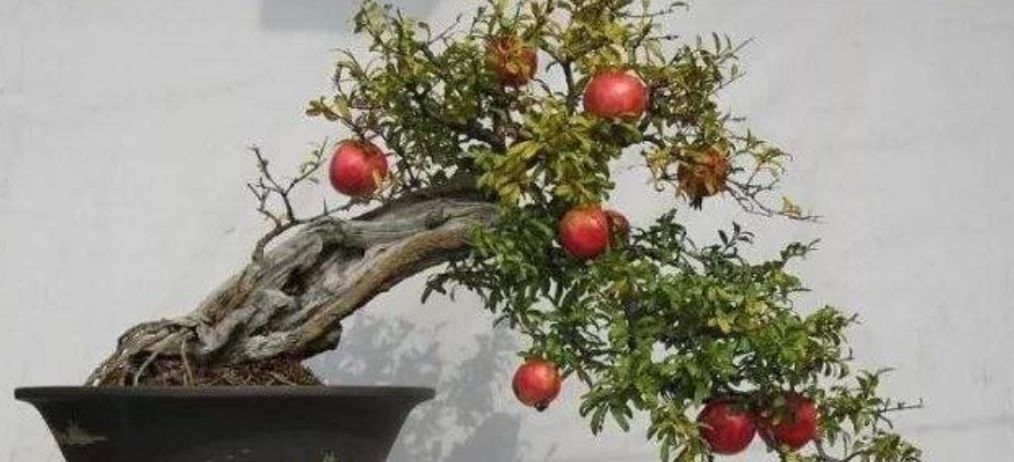 多子多孙|精品老桩石榴盆景欣赏,红红火火,多子多孙