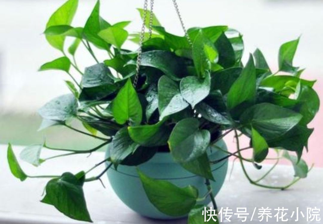 冬天养绿萝别只浇水，做好3件事，长得茂盛，叶子油绿光亮