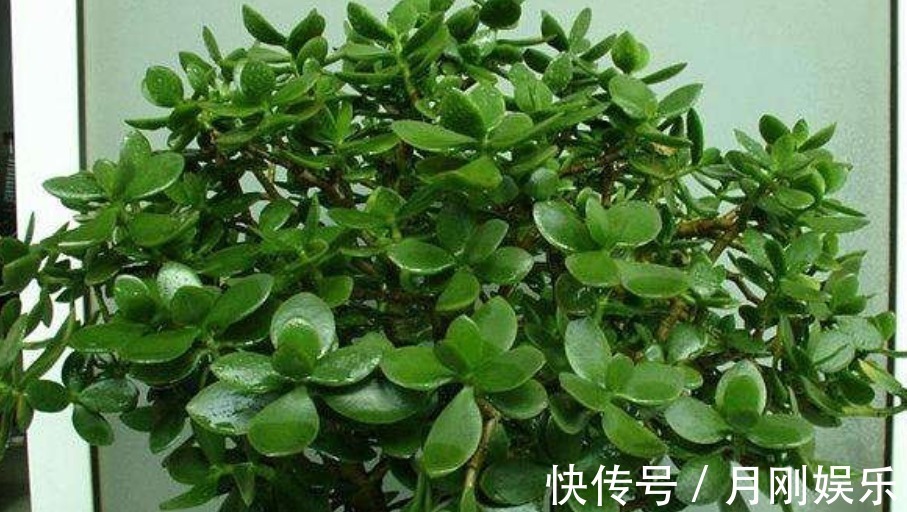 再丑也要养的“镇宅花”!有钱人家都有,招财又进宝,寓意满满