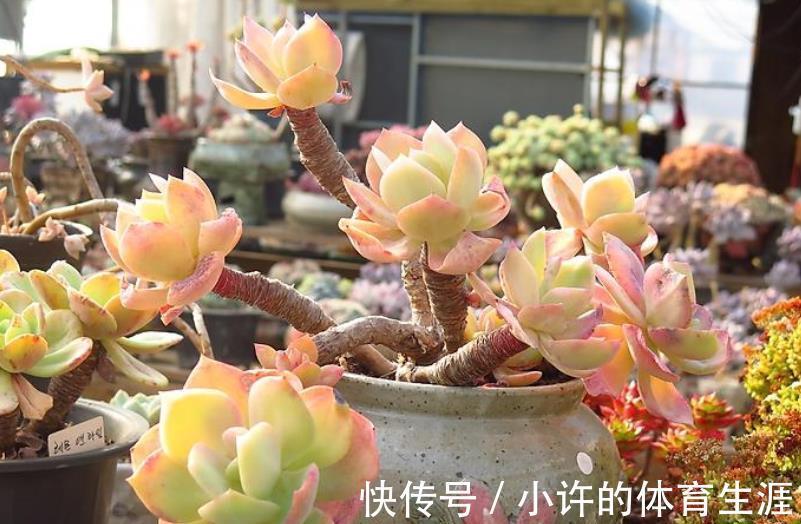 多肉白凤有个小机关,及时打开长势好,轻松养成悬崖桩