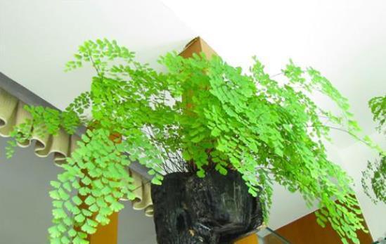 选择|同样是在阳台养花,为什么别人养的那么好,我却养一盆死一盆