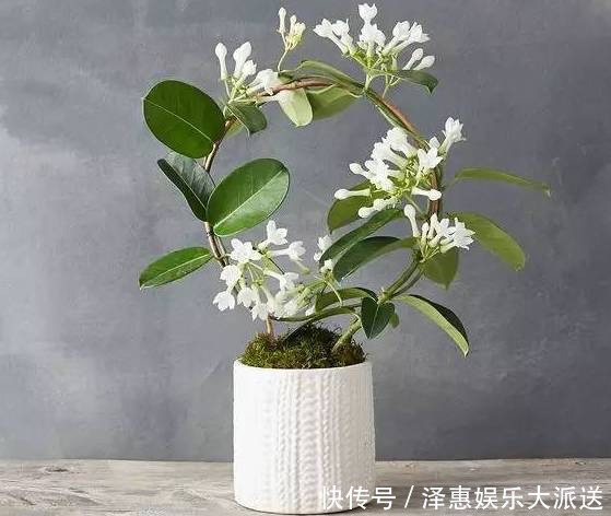 茉莉|王阿姨这么养茉莉花,花更美,味更香,邻居纷纷来取经!