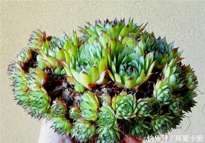 多肉盆栽植物:多肉品种太多了,简单分成6大类,看完再也养不死