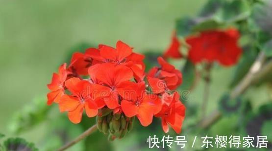 大花球|就算不小心枯了,也要重新养一盆的6种花,因为实在太优秀