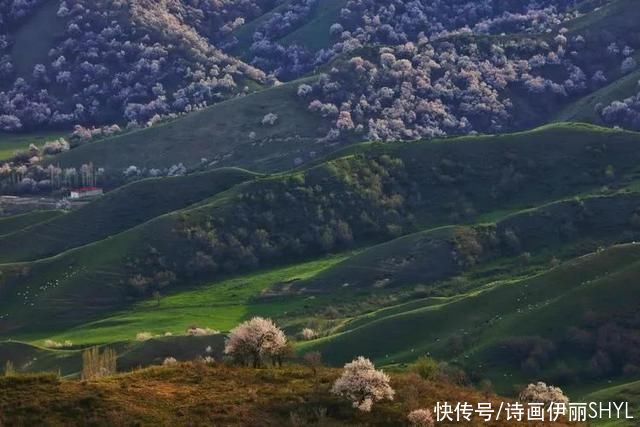 霍城大西沟花海拍摄记