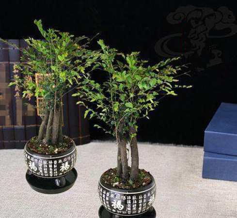 香菇草|越来越多人不养绿萝吊兰了,现在都流行这种植物新宠,好养又漂亮