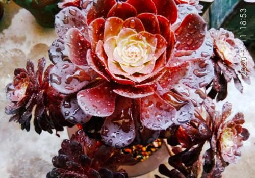 法师多肉一碰就掉叶子?两种原因和对应的处理方法,看看就学会了