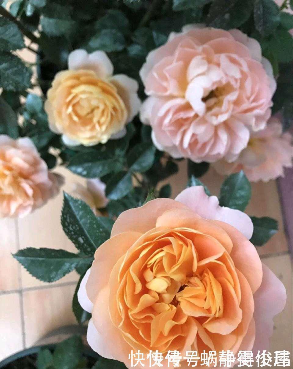 修剪|月季开完花,这样一处理,2周以后花芽“嘟嘟冒”,花朵开爆