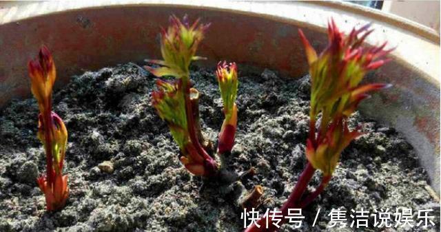 一段时间|婆婆10块钱买了盆彼岸花,一段时间长成这样,全家人都笑喷了!