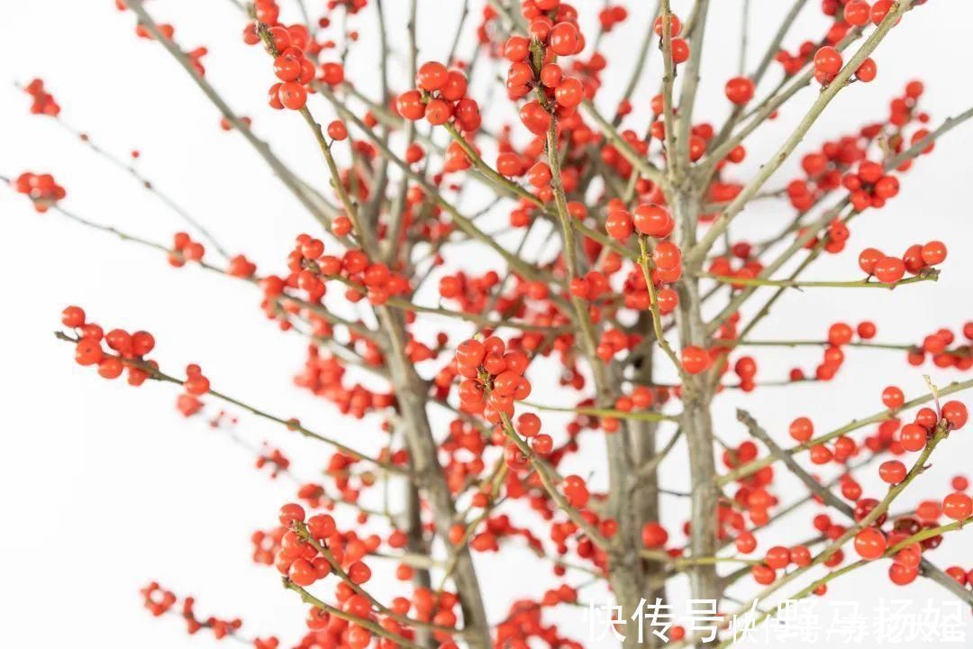 柴烧|农村当柴烧的花,原来可以当盆景,给一千块也不卖
