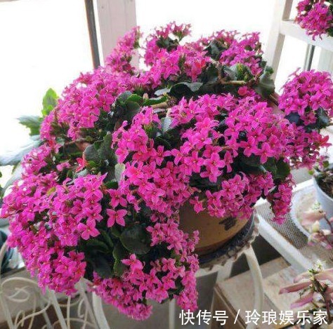 养花|还买肥料干什么,这种“废物”利用起来,无需花钱,养花效果更好